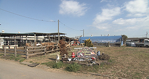 片倉牧場
神奈川県平塚市北豊田
＊一般開放はしていません
＊牛乳、乳製品の販売はありません