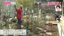 ナツメ・道楽