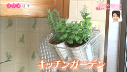 ナツメ・道楽