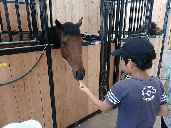 蓼科ポニー牧場には、約30頭のポニーがいます