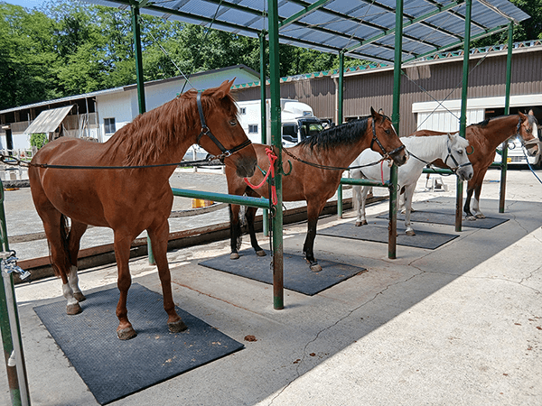 ポニーとの共同生活を楽しみました