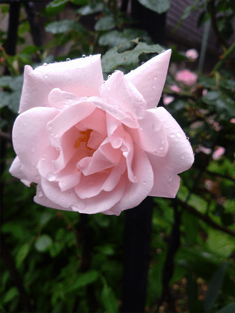 介護美容で病後の生活にも活力を！