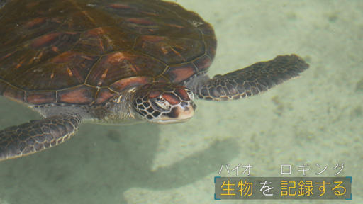 『バイオロギング』ウミガメの生態を追う