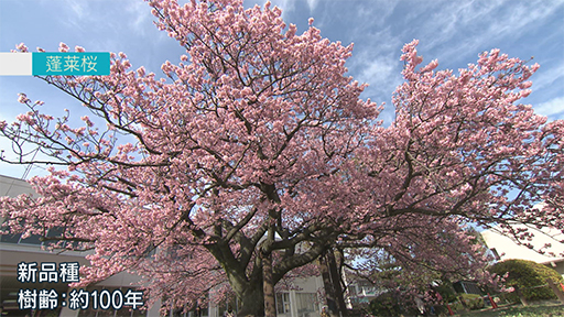樹齢１００年…新品種の桜のルーツは？