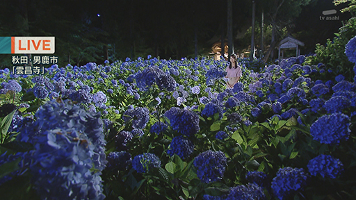 小さなお寺に咲き誇るアジサイの物語