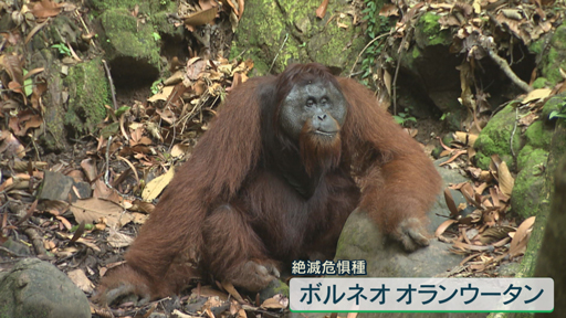 ボルネオ島　動物が集まる“命の泉”