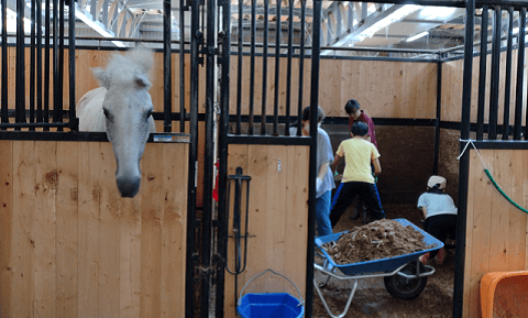 馬小屋の掃除
