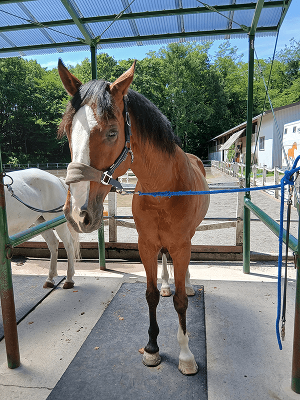 ポニーとの共同生活を楽しみました