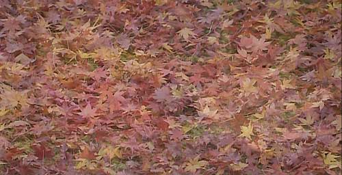 匴E򎛂ɕ~l߂ꂽgt̗t