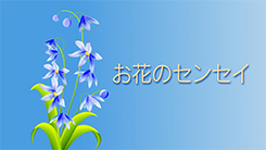 ドラマスペシャル『お花のセンセイ』