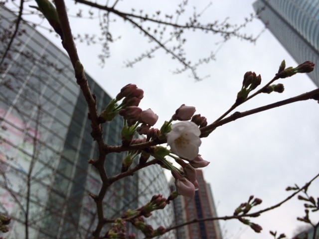 3月26日(水)桜
