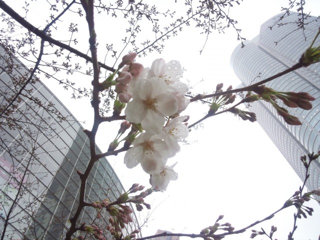 27日(木)桜