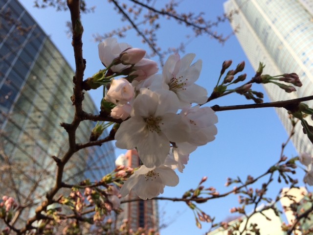 3月28日(金)桜