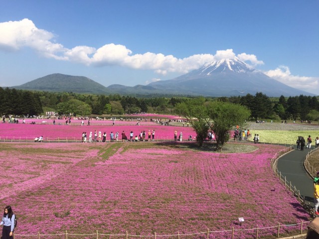 富士芝桜まつり④