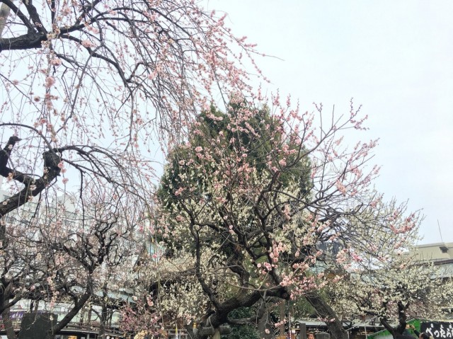 桜引き