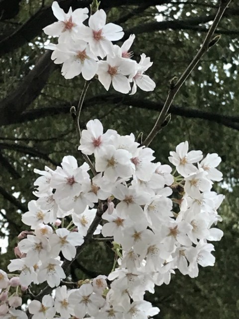 桜　昼