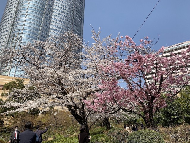 桜１ (2)