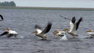 $B%I%J%&!&%G%k%?$G5{$rJa$k%Z%j%+%s(B