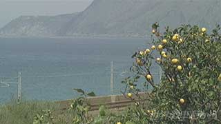 $B3$$r8+2<$m$9%l%b%sH*(B