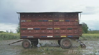 $B:Z$N2VH*$NCf$K8+$D$1$?L*K*$NAcH