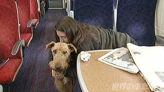車内の乗客に連れられた犬